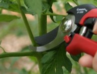 imagen La poda vegetativa del tomate
