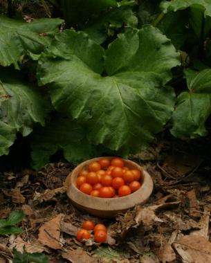 la-poda-vegetativa-del-tomate-02