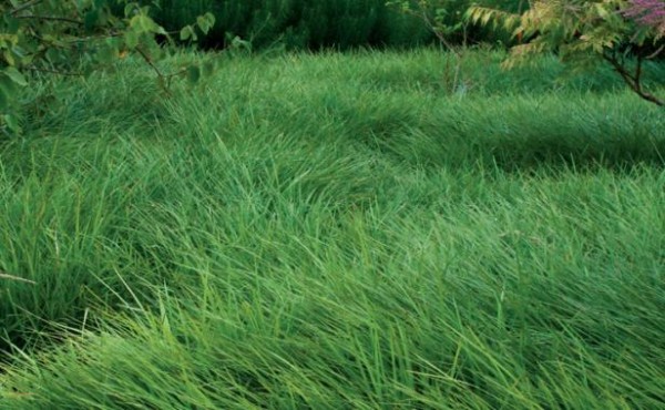 Plantas de bajo mantenimiento para sustituir el césped