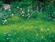 imagen Plantas de bajo mantenimiento para sustituir el césped