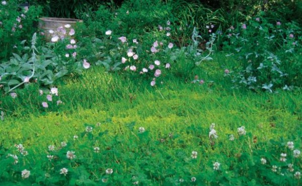 plantas-de-bajo-mantenimiento-que-pueden-sustituir-al-cesped-05