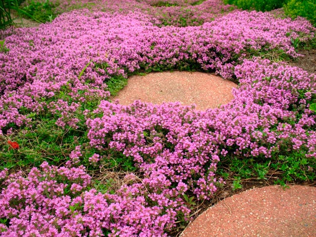 plantas-perfectas-para-caminos-y-senderos-3