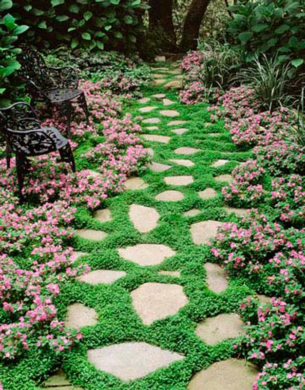 plantas-perfectas-para-caminos-y-senderos-5