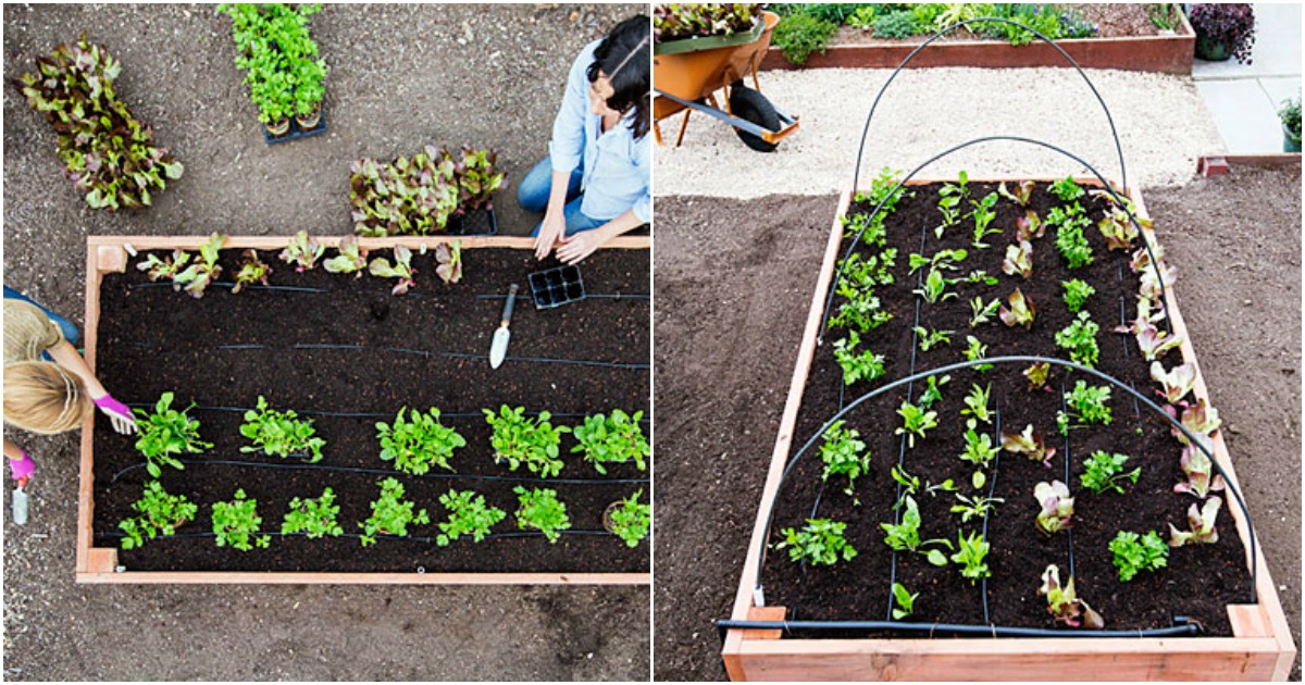Construye una cama de cultivo paso a paso - Flipboard