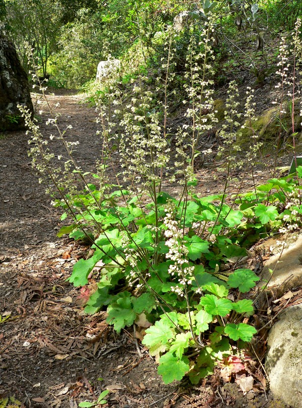 como-cultivar-la-heuchera-02