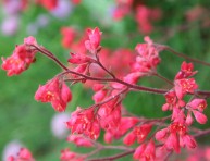 imagen Cómo cultivar la heuchera