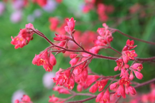 como-cultivar-la-heuchera-03