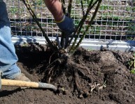 imagen Cómo cambiar de lugar un rosal en el jardín