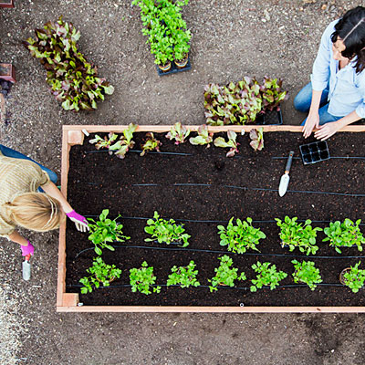 construye-tu-cama-de-cultivo-paso-a-paso-13