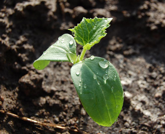 cultivar-pepinos-en-el-balcon-04