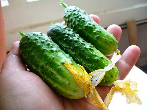 cultivar-pepinos-en-el-balcon-06