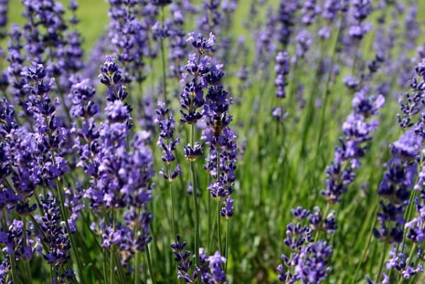 el-cantueso-rizado-o-lavanda-de-jardin-01