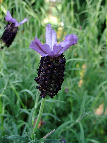 el-cantueso-rizado-o-lavanda-de-jardin-02