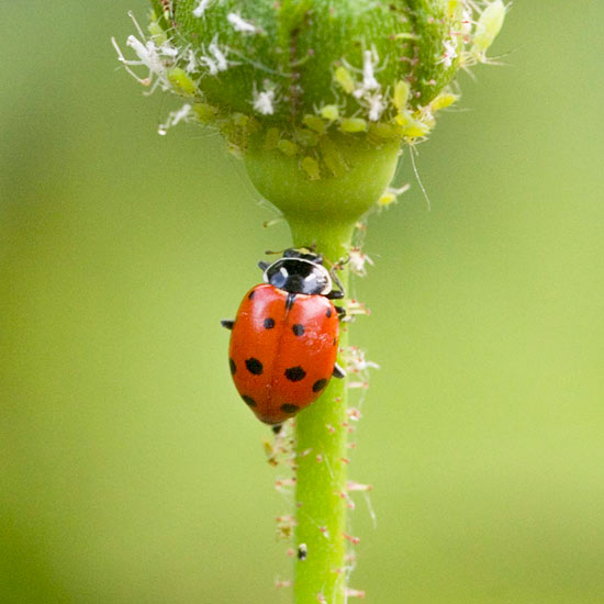 fauna-beneficiosa-para-tu-jardin-07