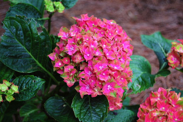 Cómo cultivar hortensias en macetas