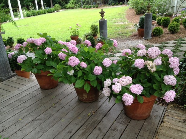 Cómo cultivar hortensias en macetas