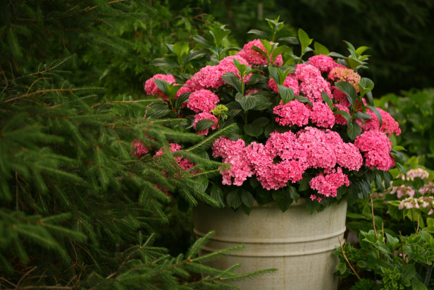 Cómo cultivar hortensias en macetas