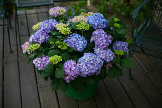 Cómo cultivar hortensias en macetas