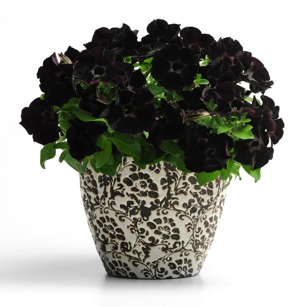 Details 100 petunia negra