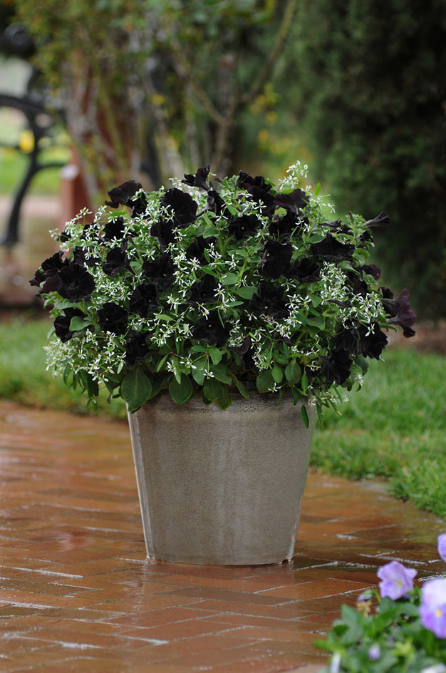 la-petunia-negra-2