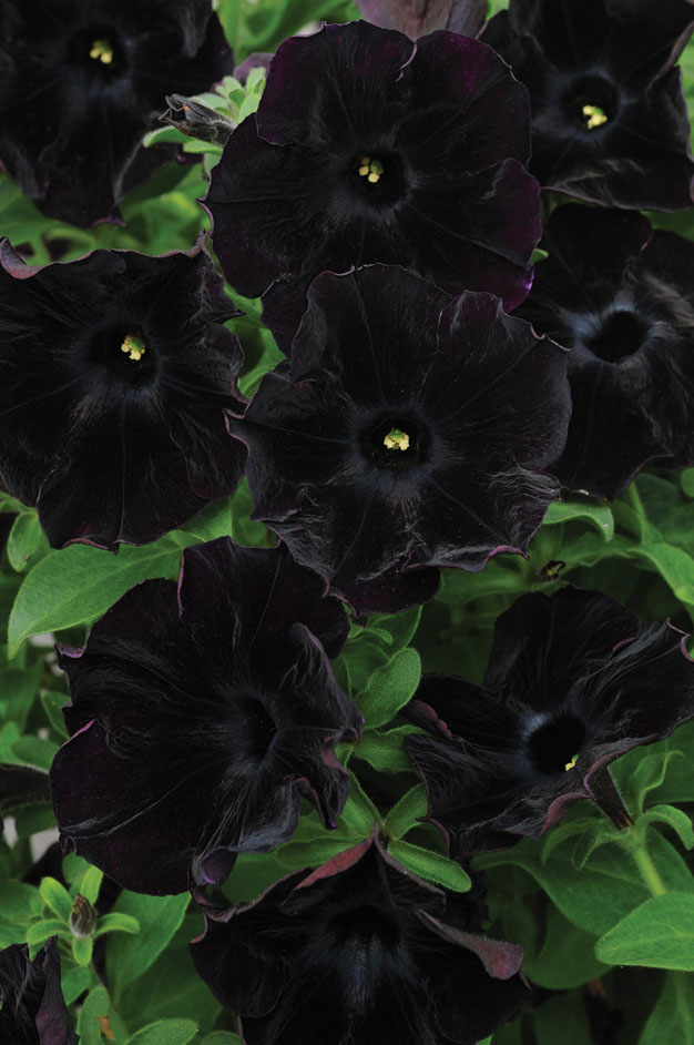 la-petunia-negra-3