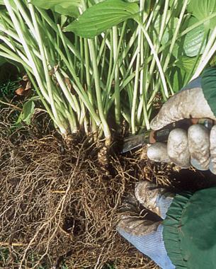 10-tips-para-la-division-de-plantas-perennes-13