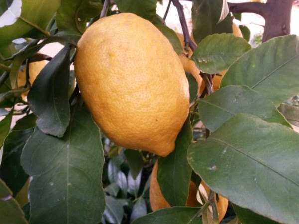 como-conservar-los-limones-02