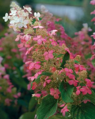 conoce-la-hortensia-paniculata-01