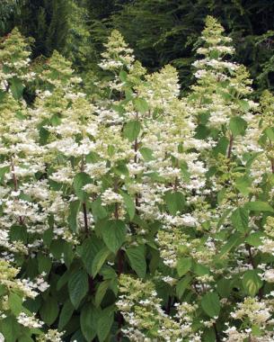 conoce-la-hortensia-paniculata-02