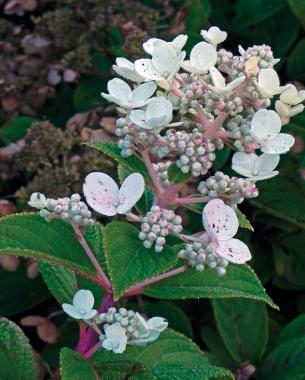 conoce-la-hortensia-paniculata-03