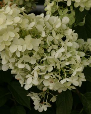 conoce-la-hortensia-paniculata-04