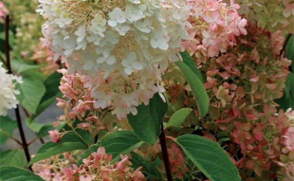 conoce-la-hortensia-paniculata-05