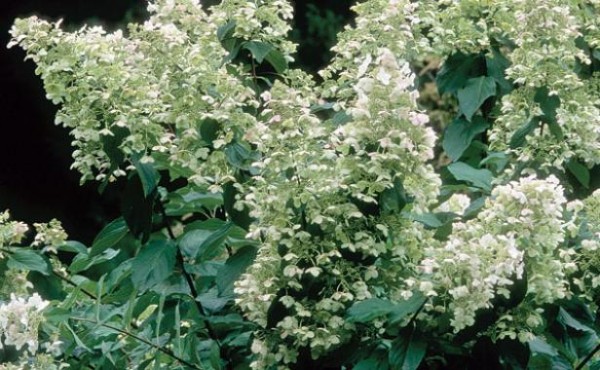 conoce-la-hortensia-paniculata-06