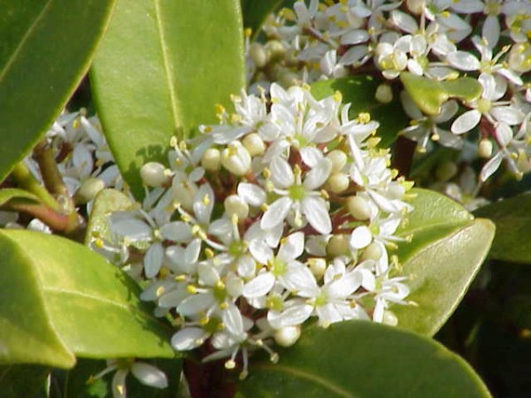 conoce-y-cultiva-la-skimmia-01