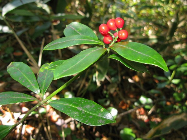 conoce-y-cultiva-la-skimmia-02