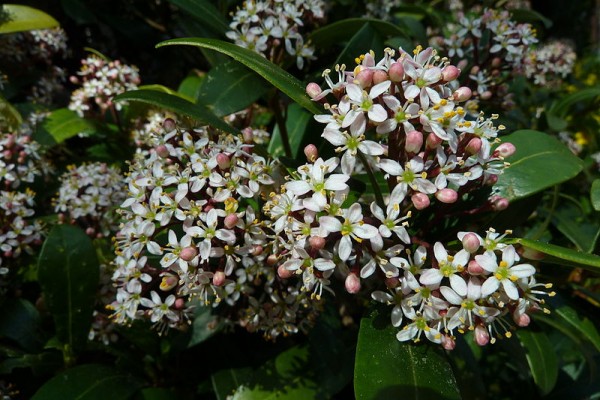 conoce-y-cultiva-la-skimmia-03