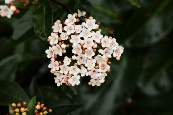 conoce-y-cultiva-la-skimmia-05