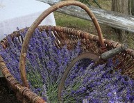 imagen Cómo cosechar y conservar la lavanda