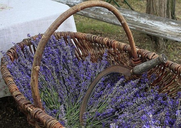 cosecha-y-conservacion-de-la-lavanda-01