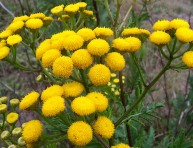 imagen Cultivar plantas que repelen insectos y plagas