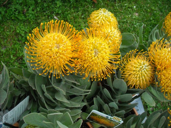 cultivo-de-la-telopea-01