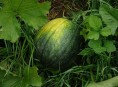 imagen El cultivo del melón