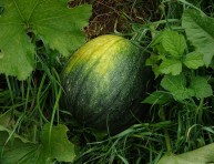 imagen El cultivo del melón
