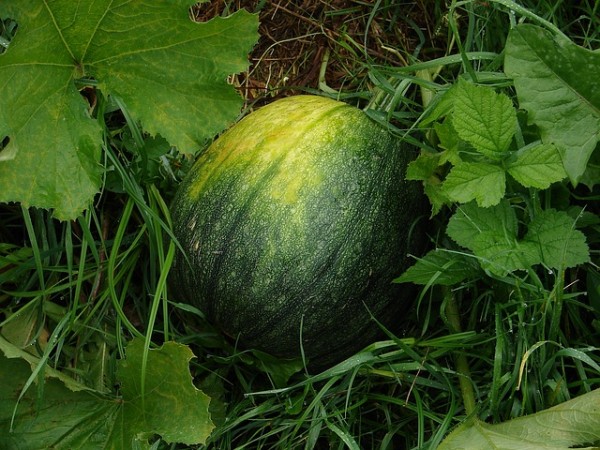 el-cultivo-del-melon-01