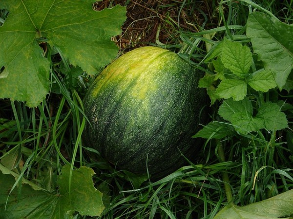 el-cultivo-del-melon-01