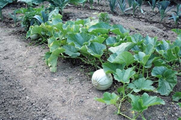 el-cultivo-del-melon-05
