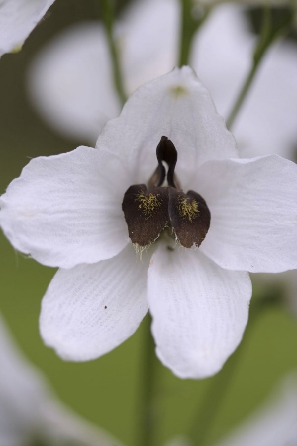 el-delphinium-blanco-01