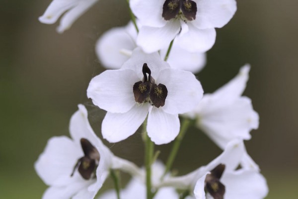 el-delphinium-blanco-02