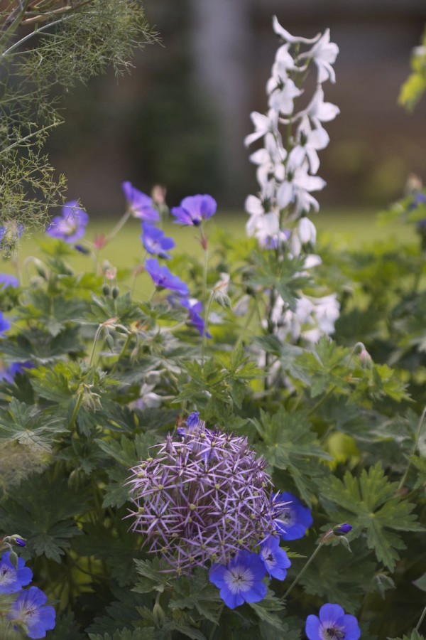 el-delphinium-blanco-03