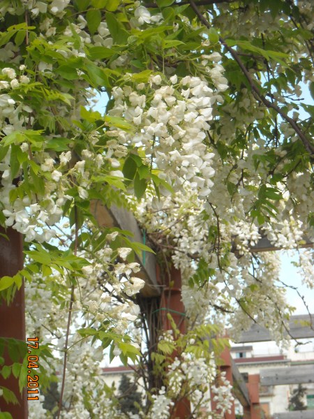 la-glicinia-o-wisteria-02